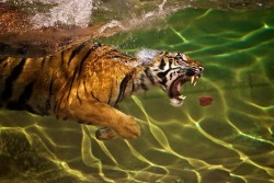 funkysafari:  A tiger jumps into a pool of