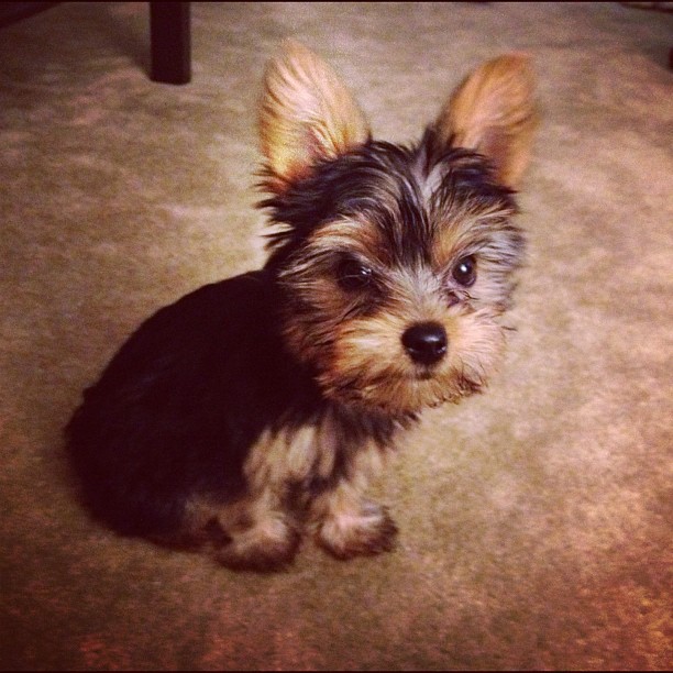 lailani:  Watching Lost with this one. #puppy #yorki (Taken with instagram) 