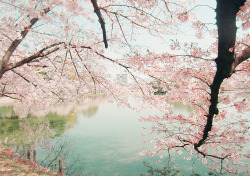 chickabiddy:  cherry blossoms, downtown in