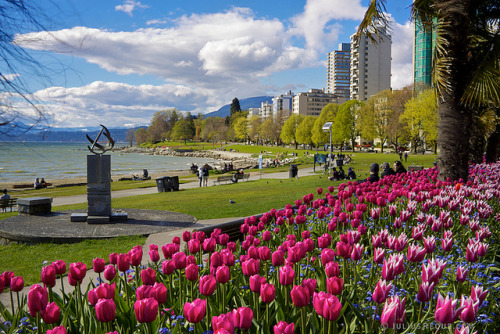  by [travelfox] on Flickr. Tulips in English Bay - Vancouver, Canada.