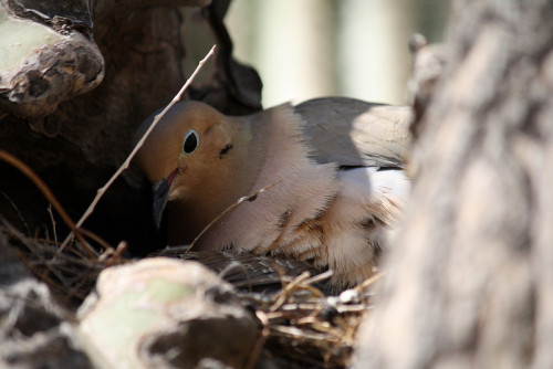 birds nest