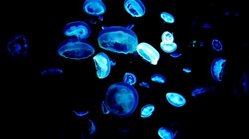 Blue-lit moon jellyfishAurelia aurita