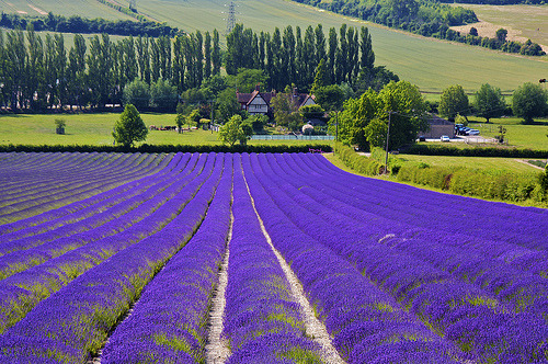 bluepueblo:  Lavender Farm, Provence, France  photo by mbridger68 