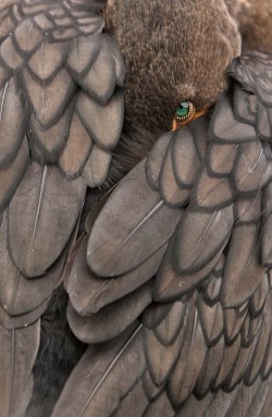 fairy-wren:  double crested cormorant photo by amy marques 