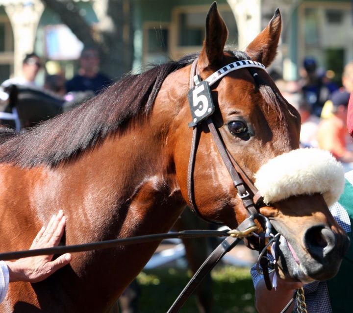 The amazingly keen and perhaps the only Breeders’ Cup winner who was a free horse, Amazombie is slated to run in today’s Palos Verdes Stakes (II) at Santa Anita against the likes of Euroears, M One Rifle, and Mensa Heat.