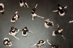 periderm:  little later (by laura zalenga) 