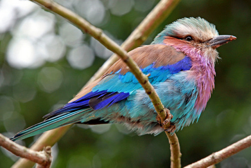 fat-birds:Regal by Kevin Hughes 348 on Flickr.