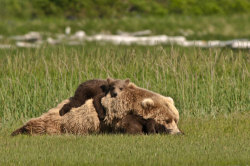 Dendroica:  Kathleen Patricia Turner Fairplay, Colorado, Usa Napping Bear With Cubs,