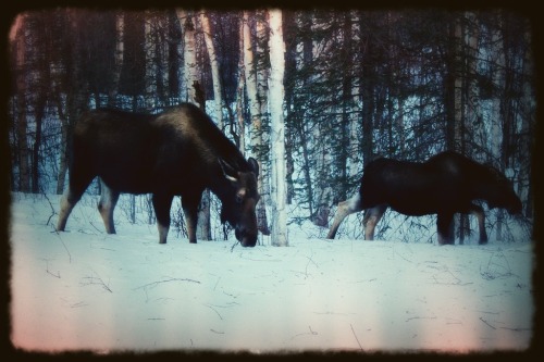 Moose!  We had a cow and calf come by this morning, hanging out in the front yard, then walking righ