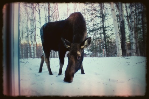 Moose!  We had a cow and calf come by this morning, hanging out in the front yard, then walking righ