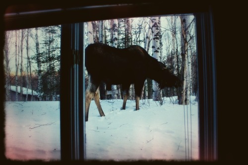 Moose!  We had a cow and calf come by this morning, hanging out in the front yard, then walking righ