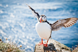 ifalltoofastnoonecanstopme:  life is officially made when you see a Puffin on your dashboard. 