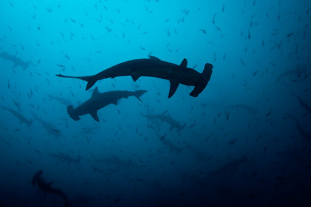 100leaguesunderthesea:  Hammer Dance by Jaw’s Dad on Flickr. 
