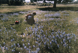  Picking Wild Flowers, Santa Cruz c.1927