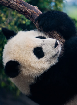 Giant Panda Photos