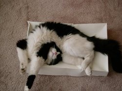 thefrogman:  Cat sleeping position #493.  