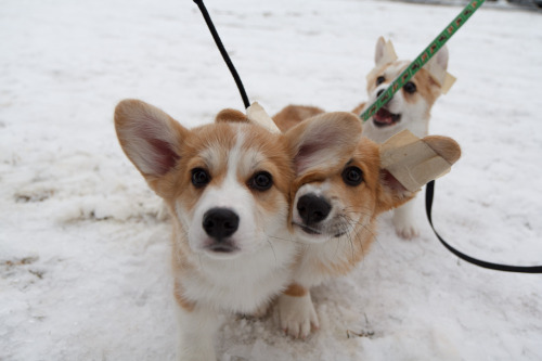 corgiaddict:  wafflesthecorgi:  Top photos: Waffles sister, Emma, his brother Moose, and Waffles in the background. Middle Left: Waffles and his daddy! Middle Right: Waffles telling Emma how pretty she is! Bottom: GROUP HUG More photos from the corgi