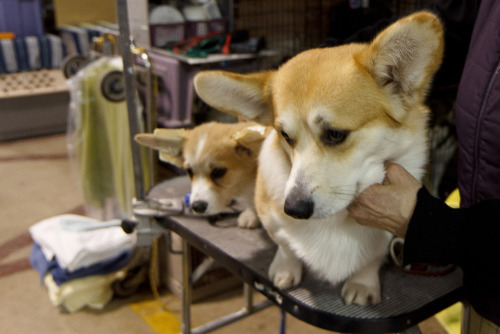 corgiaddict:  wafflesthecorgi:  Top photos: Waffles sister, Emma, his brother Moose, and Waffles in the background. Middle Left: Waffles and his daddy! Middle Right: Waffles telling Emma how pretty she is! Bottom: GROUP HUG More photos from the corgi