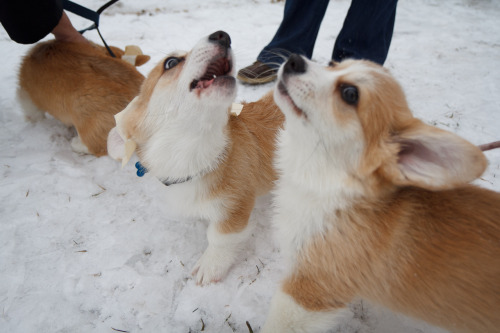 corgiaddict:  wafflesthecorgi:  Top photos: Waffles sister, Emma, his brother Moose, and Waffles in the background. Middle Left: Waffles and his daddy! Middle Right: Waffles telling Emma how pretty she is! Bottom: GROUP HUG More photos from the corgi