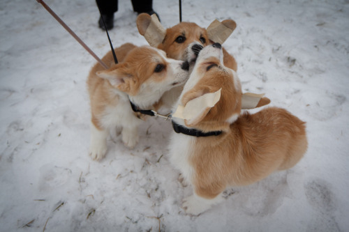 corgiaddict:  wafflesthecorgi:  Top photos: Waffles sister, Emma, his brother Moose, and Waffles in the background. Middle Left: Waffles and his daddy! Middle Right: Waffles telling Emma how pretty she is! Bottom: GROUP HUG More photos from the corgi