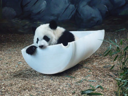 Giant Panda Photos