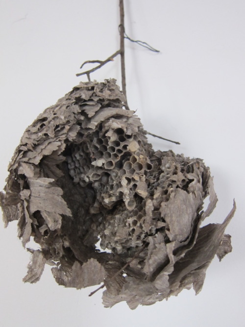 insect nest