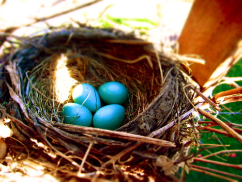 cassondraclarkphotography:birdie babies 