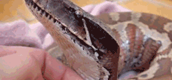 wegotkangarooshere:   A blood python reluctantly takes a bath. original video   