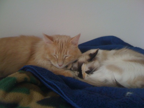 Godric and Anyanka nap in my room. 