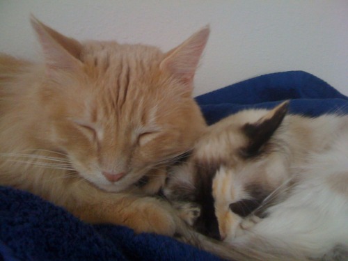 Godric and Anyanka nap in my room. 