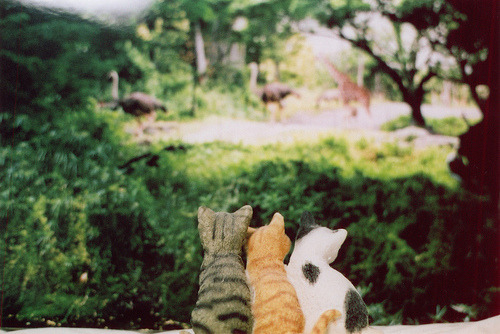 fivehundredcats