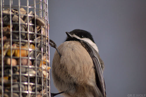 fat-birds:  ryanewolf: Fat Chickadee 