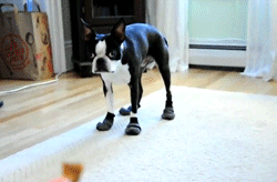toptumbles:  Boots and treats 