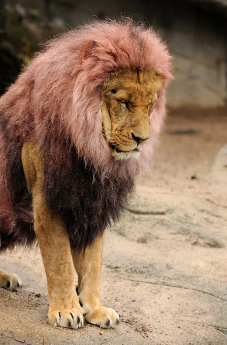 nagelibrenambia:  real niggas can rock pink 