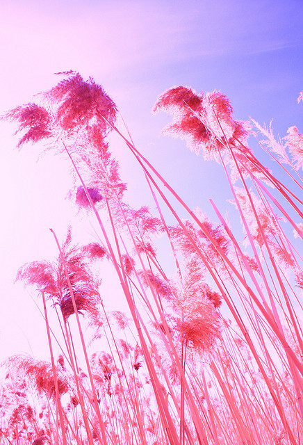 pyrrhic-victoria:  Fluffy Color Pink Beach Grass by Pink Sherbet Photography on Flickr.