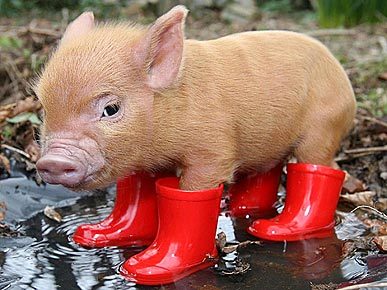 pigsonpigsonpigs:  This little piggy is totally prepared for this weather. “January schmanuary,” he says. “Always have your rain boots handy!” 