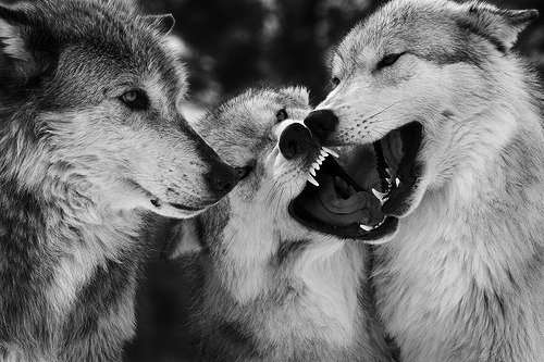 ஃWhateverஃ