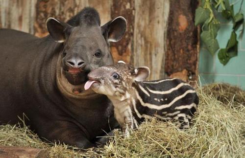 magicalnaturetour:Newborn baby Tapir and his mother at Berlin Zoo, Germany Picture: REX FEATURES (vi