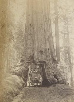 Wagon through a tree