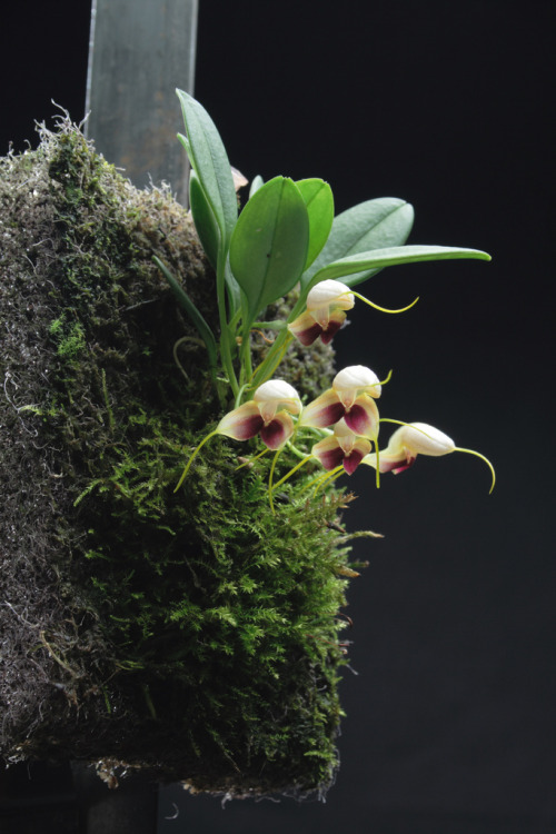 Masdevallia lychniphora, grown and photographed by Flickr user Karlboms Orchids. This species is native to forests of northern Peru at elevations around 2000 meters.