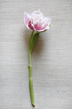 delicateweddings:  Pretty pink flowers for