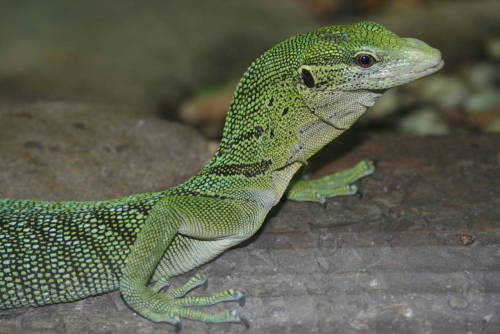 The Emerald Tree Monitor (Varanus prasinus), also known as the Green Tree Monitor, is a small-to-medium-sized arboreal monitor lizard. It is known for its unusual colouration, which consists of shades from green to turquoise, topped with dark banding...