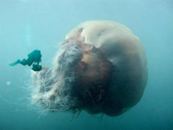 nicole-brannen:  pinoman:  The Lions Mane Jellyfish is the largest jellyfish in the world. They have been swimming in arctic waters since before dinosaurs (over 650 million years ago) and are among some of the oldest surviving species in the world.  So