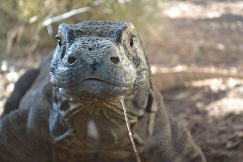 Komodo Dragon at the San Diego Zoo
Photo By: Lindatttt