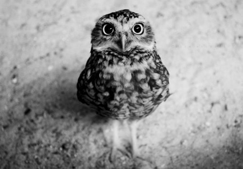 Porn photo  owls FTW. that is all :)