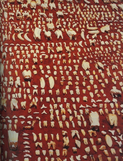 Between Taxonomy and Communion (1990) (Detail) by Ann Hamilton Steel table, iron oxide powder, and approximately 14,000 human and animal teeth, table: 32 1/2 x 168 x 56 inches (82.6 x 426.7 x 142.2 cm)
