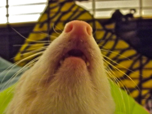 XXX LITTE FERRET FANGS photo