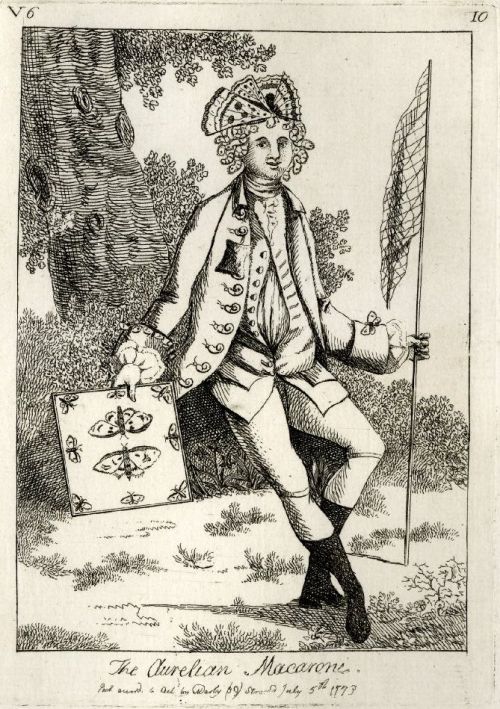 the aurelian macaroni.. 1773
