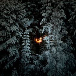 Mustachioedbaby:  Light In Woods (By Olli Kekäläinen) 