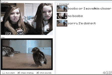 you-dont-compare:  Heartless girls wouldn’t save a baby chick 